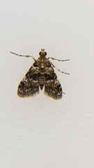Elophila obliteralis