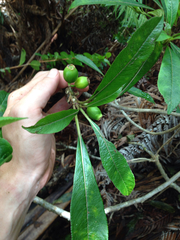 Clermontia parviflora