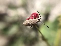 Catorhintha apicalis