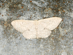 Scopula optivata