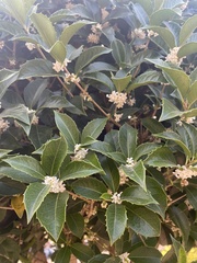 Osmanthus