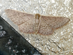 Idaea inversata