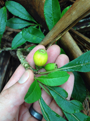 Clermontia parviflora