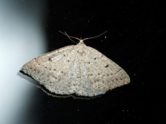 Taxeotis reserata