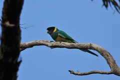 Barnardius zonarius