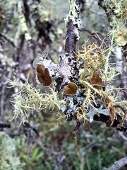 Heterodermia echinata