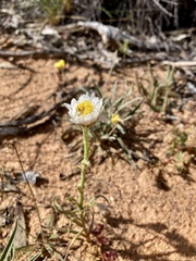 Polycalymma stuartii