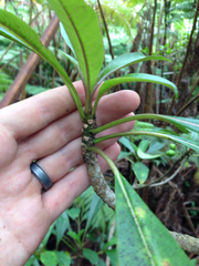 Clermontia parviflora