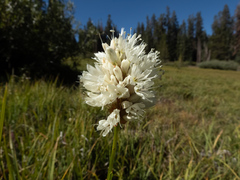 Bistorta bistortoides