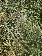 Muhlenbergia schreberi