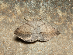 Taxeotis reserata