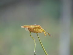 Neurothemis taiwanensis