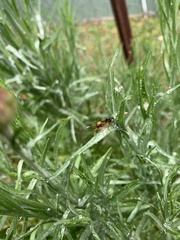 Ctenochares bicolorus