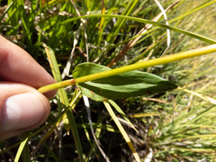 Bistorta bistortoides