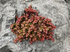 Euphorbia indivisa