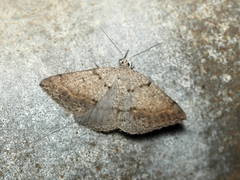 Taxeotis reserata