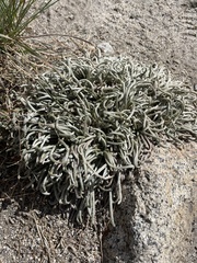 Ivesia santolinoides