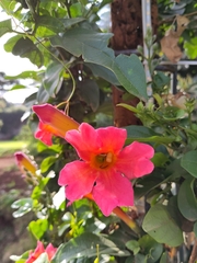 Amphilophium