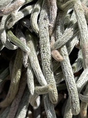 Ivesia santolinoides