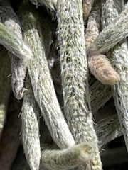 Ivesia santolinoides