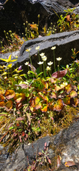 Parnassia asarifolia