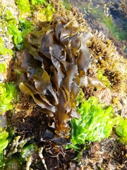 Undaria pinnatifida