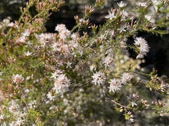 Calytrix