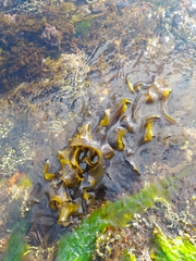 Undaria pinnatifida