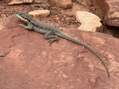 Ctenophorus modestus