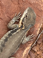 Ctenophorus modestus