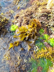 Undaria pinnatifida