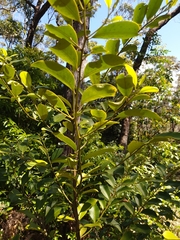 Diospyros australis