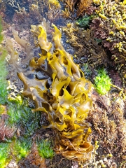 Undaria pinnatifida