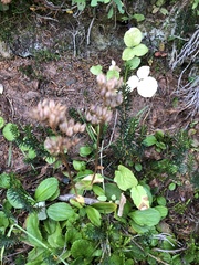 Leptarrhena pyrolifolia