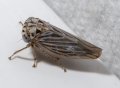 Balcanocerus dolosus