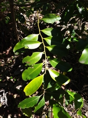 Diospyros australis