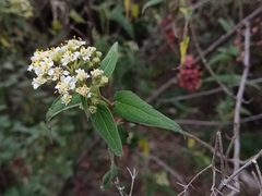 Montanoa tomentosa