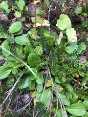 Leptarrhena pyrolifolia