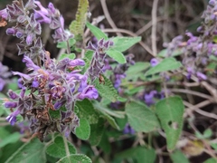 Salvia keerlii
