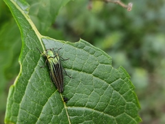 Agrilus sulcatulus