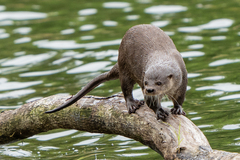 Lontra longicaudis