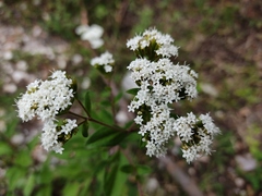 Stevia ovata