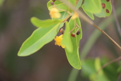 Welchiodendron longivalve