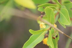 Welchiodendron longivalve