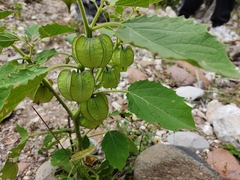 Physalis nicandroides