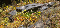 Parnassia asarifolia