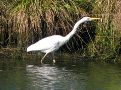 Ardea alba modesta