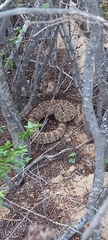 Crotalus enyo