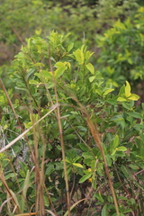 Welchiodendron longivalve