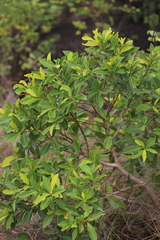 Welchiodendron longivalve